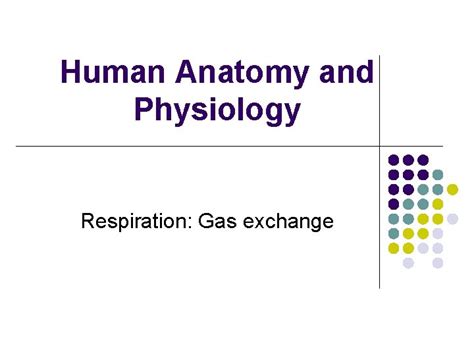 Human Anatomy And Physiology Respiration Gas Exchange Gas