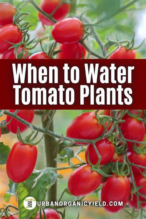 How Much Sunlight Do Tomato Plants Need