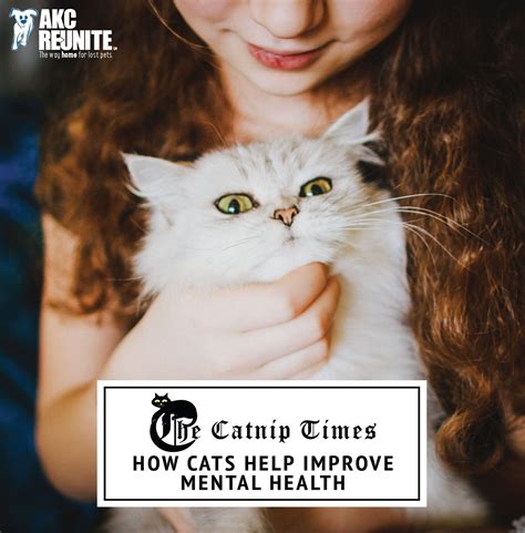 How Cats Help Improve Mental Health The Catnip Times