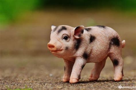 Hình ảnh Con Lợn Con Heo đẹp Cho Năm Mới 2019