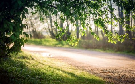 Green Leafed Tree And Brown Road Depth Of Field Trees Road Grass Hd