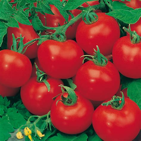 Tomato Standard Shirley F1 Vegetable Seeds From Mr