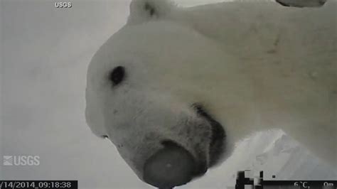 Camera Captures Polar Bears In The Arctic Youtube