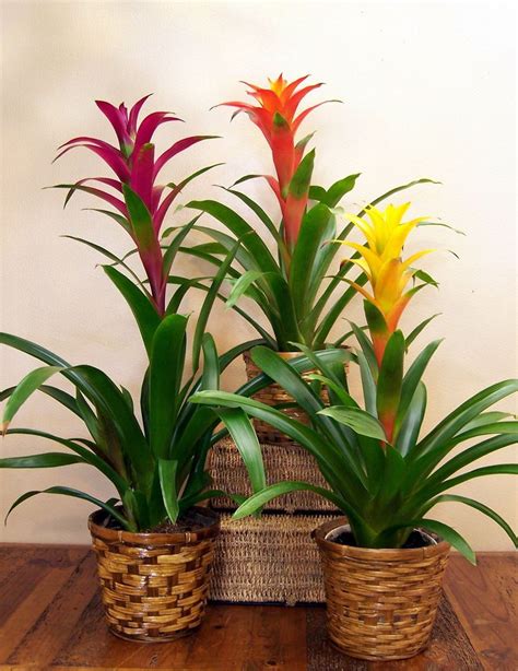 Where to get seeds & supplies. Bromeliads Plants that don't need light | Indoor flowering ...