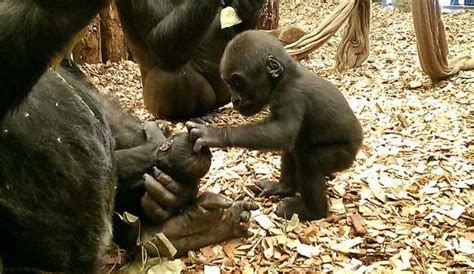 Baby Western Lowland Gorilla Born At Zsl London Zoo