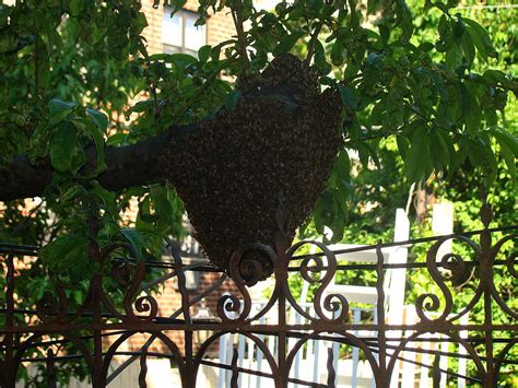 Hive Free Stock Photo Public Domain Pictures