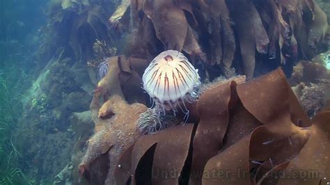 Anemone Eating Jellyfish Jellyfish Tangled In Seaweed Youtube