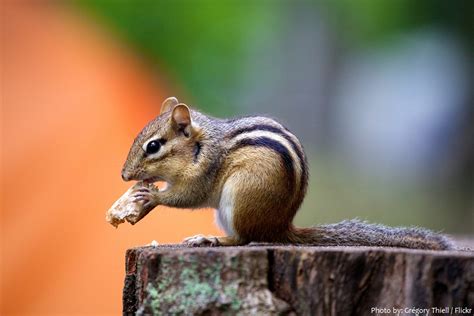 Interesting Facts About Chipmunks Just Fun Facts