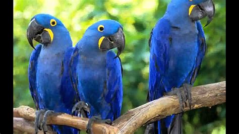 Macaw Parrot Pictures Youtube