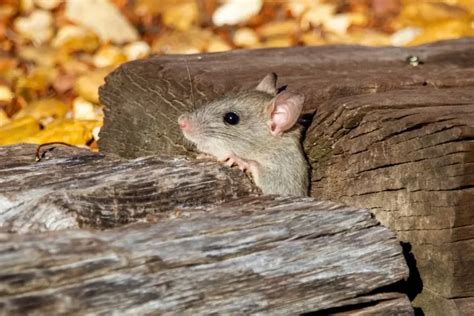 7 Cara Mengusir Tikus Yang Membandel Di Rumah Ampuh Tanpa Racun Dengan