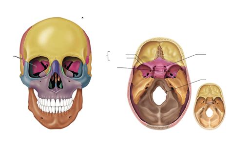 Sphenoid Bone Diagram Quizlet