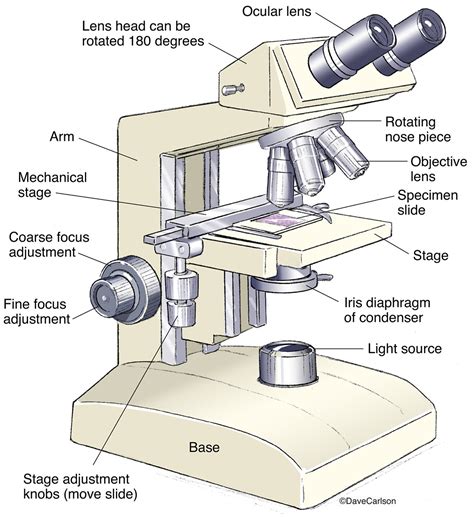 Compound Microscope Sketch With Label