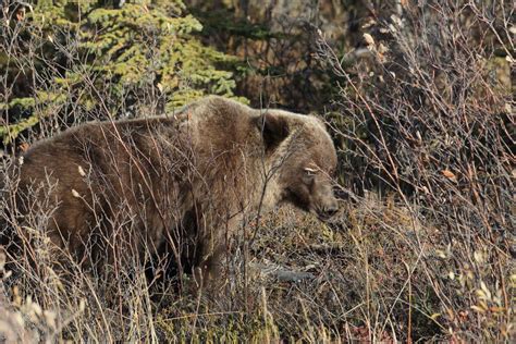 Grizzly Bear Denali National Park Alaska Free Stock Photo And Image