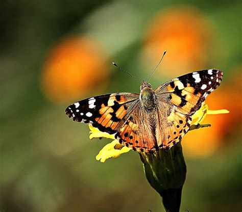 迄今已知距离最远的昆虫迁徙：小红蛱蝶能够进行12000-14000公里的