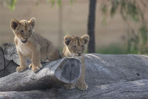 Taronga Western Plains Zoo Lion Cubs Are On Exhibit Zooborns