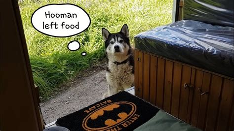 When Food Is Left He Knows It Very Cute Clever Dog Youtube