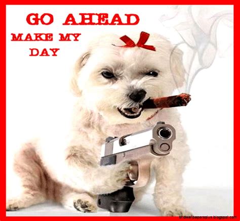 Funny Animals Pictures With Guns Hd Wallpapers Plus