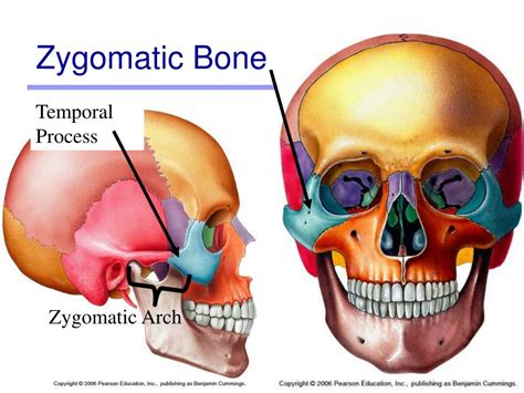 Zygomatic Arch Anatomy