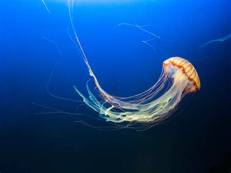 Purple Striped Jellyfish Life Cycle