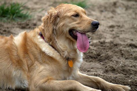 How you deshed your dog is important as it will dictate how successful your deshedding is and how comfortable your dog is. Short Haired Golden Retriever And The Reasons Behind
