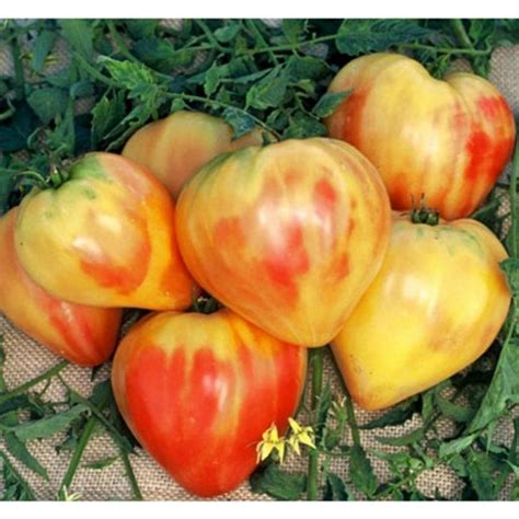 Orange Russian Tomato Seeds Ár €210
