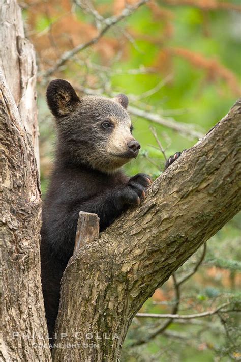 Black Bear Cub In A Tree Ursus Americanus Orr Minnesota 18858