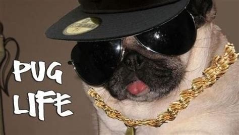 A Pug Dog Wearing Sunglasses And A Hat With A Chain Around Its Neck