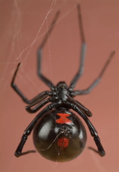 Black Widow Spider Aranha Viúva Negra Aracnídeos Viuva Negra Aranha