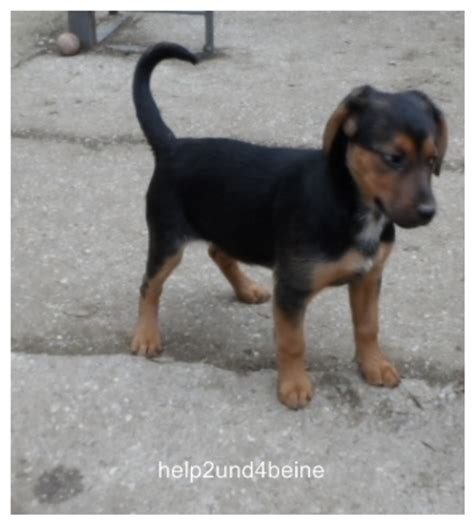 Wenn nicht anders angegeben werden sämtliche hunde nach deutschland und in die schweiz vermittelt. Hunde suchen ein Zuhause - Zwettl