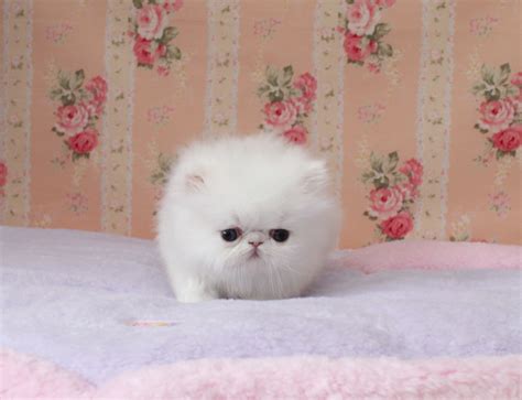 White Teacup Persian Cat