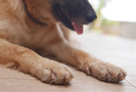 10 Common Paw Problems In Dogs Wet Paws Dog Grooming