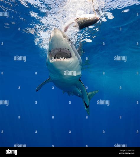Great White Shark Underwater At Guadalupe Island Mexico Stock Photo