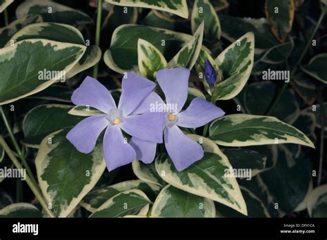 Greater Bigleaf Large Blue Periwinkle Flower Variegated Leaf