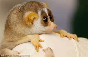 Why Have You Woken Me Up Sleepy Slender Loris Ignores Attentions Of
