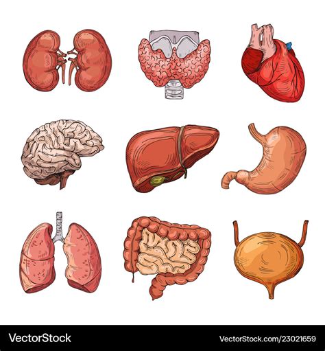 Human Internal Organs Cartoon Brain And Heart Vector Image The Best