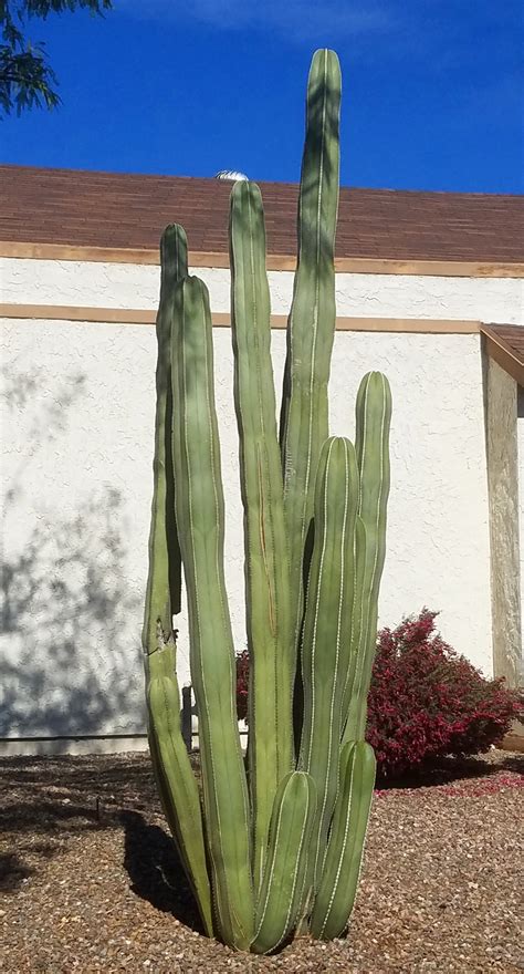 Over 132 columnar cactus pictures to choose from, with no signup needed. USDA 9 (in urban areas only because of the urban heat ...