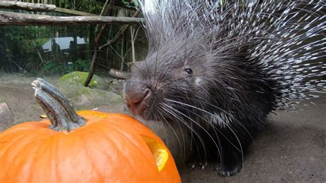 Cute Animals Play With Pumpkins Youtube