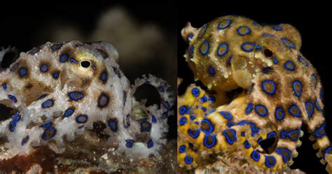 5 Blue Ringed Octopus Facts Thatll Leave You Shook Octonation The