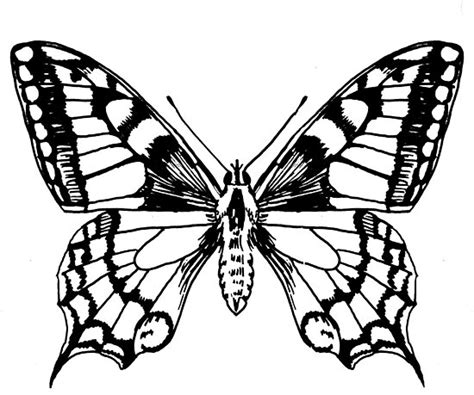 Choose from 220+ black butterfly graphic resources and download in the form of png, eps, ai or psd. "Swallowtail butterfly ink pen drawing" Poster by ...