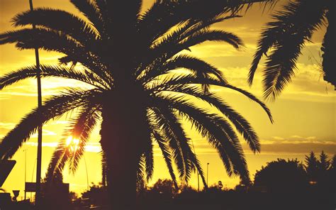 Download Wallpaper 3840x2400 Palm Sunset Sky Sunlight Tropics 4k