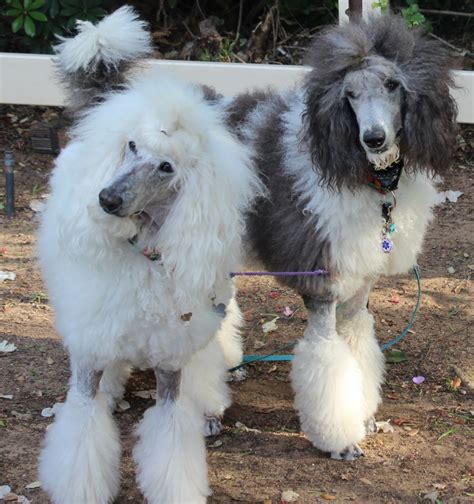 Mini poodle health & feeding. Shave Down... Why Not? - Page 2 - Poodle Forum - Standard Poodle, Toy Poodle, Miniature Poodle ...