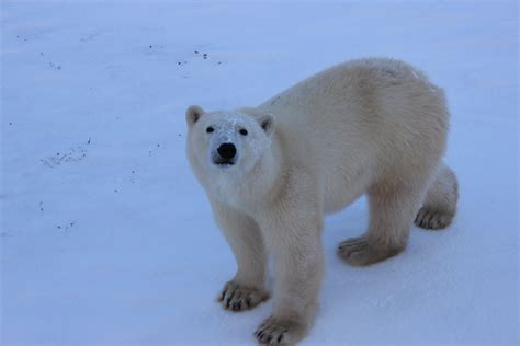 This Polar Bear Was Just A Few Feet From Us Looking Up At Us As We