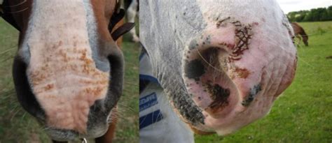 Seasonal Skin Issues Ut Horse