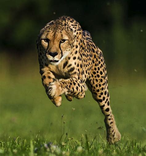 Despite not considered big cats. What's the difference between cheetahs and other Big Cats ...
