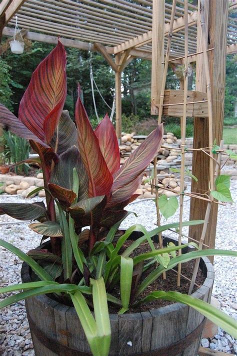 How to divide canna lilies online, article, story, explanation, suggestion, youtube. Containers For Canna Lily Plants: How To Plant Cannas In ...