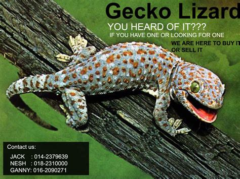 We did not find results for: Beyond Trading: Tokay Gecko Lizard