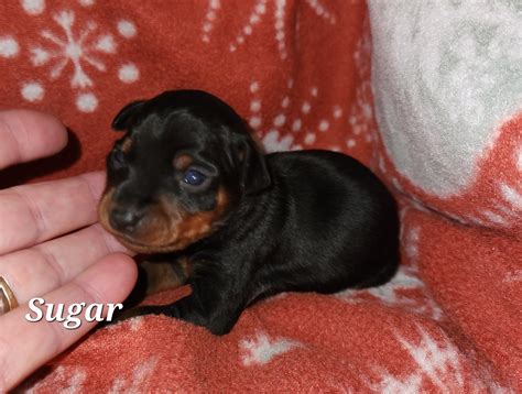 Miniature Pinscher (Min-Pin) puppies for sale.