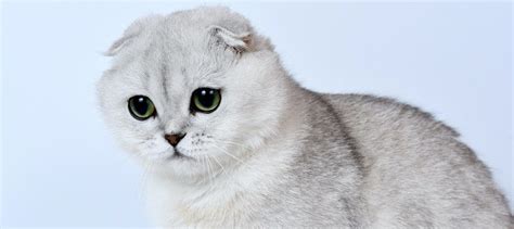 Scottish Fold Cat Breed Characteristics And Personality