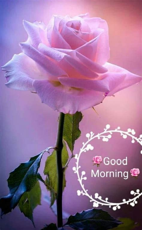 Rose Lovely Good Morning Images With Quotes Wall Leaflets