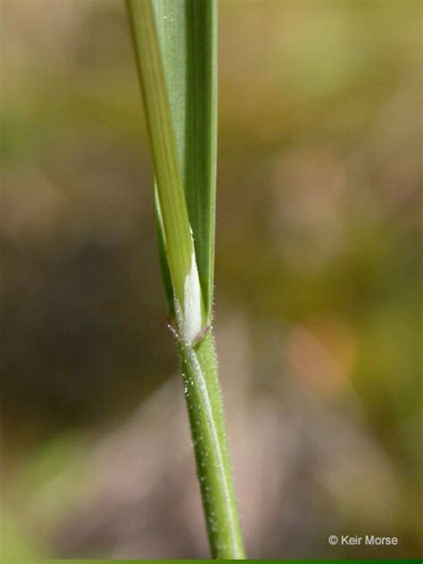 The Poa Genus Of Grasses Common Species And Applications Nursa
